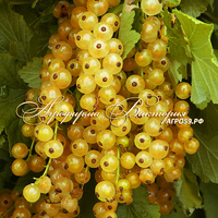 Смородина БЕЛЫЙ МУСКАТ ("Muscat Blanc", Франция) (КИСЛИНКИ НЕТ ВООБЩЕ! САМЫЕ СЛАДКИЕ СОРТА ОТБИРАЛИ ДЕСЯТИЛЕТИЯМИ!)(КРУПНОМЕР! ОГРОМНЫЙ КУСТ, УРОЖАЙ В ГОД ПОСАДКИ) Смородина БЕЛЫЙ МУСКАТ ("Muscat Blanc", Франция) (КИСЛИНКИ НЕТ ВООБЩЕ! САМЫЕ СЛАДКИЕ СОРТА ОТБИРАЛИ ДЕСЯТИЛЕТИЯМИ!)(КРУПНОМЕР! ОГРОМНЫЙ КУСТ, УРОЖАЙ В ГОД ПОСАДКИ)